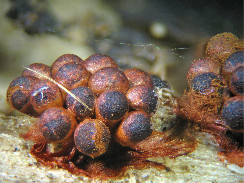Metatrichia vesparium